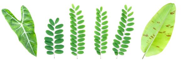 Collection of Various Green Leaves Isolated on White Background for Botanical and Nature Design Projects photo