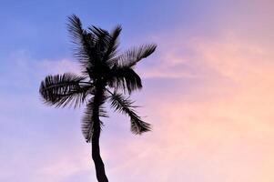 Silhouette of a Palm Tree Against a Vibrant Sunset Sky with Soft Pastel Colors and Wispy Clouds photo