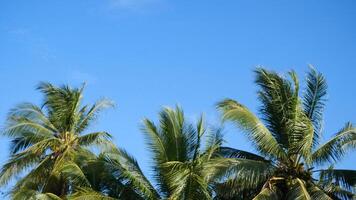 Tropical Palm Trees Against Clear Blue Sky Capturing the Essence of a Sunny Day in Paradise photo