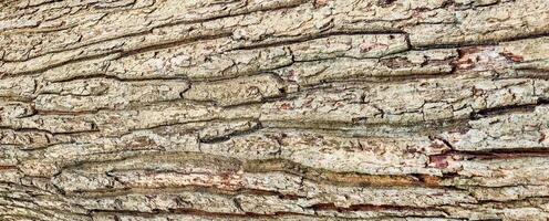 Close-Up of Tree Bark Texture with Natural Patterns and Earthy Tones in a Forest Environment photo