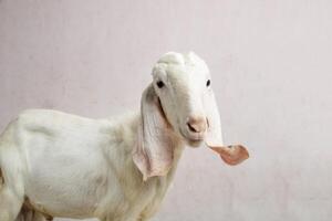 White Goat side view body part in white studio isolated photo