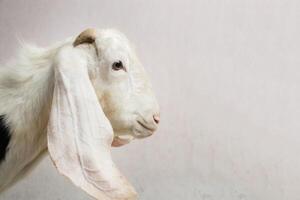 Close-up of White Goat Head with Horns from the side, body part in studio negative space photo