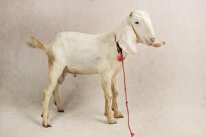 White male goat with red rope Standing in Studio photo