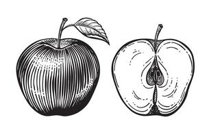 Vintage hand-drawn apple illustration in engraving style. Monochrome line art ideal for organic labels, food packaging, or retro botanical prints. Suitable for digital or print use. vector
