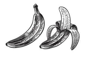 Vintage hand-drawn banana illustration in engraving style. Monochrome line art ideal for organic labels, food packaging, or retro botanical prints. Suitable for digital or print use. vector