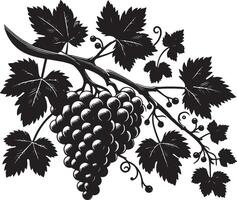 A detailed monochrome illustration of a grape vine with leaves and a bunch of grapes vector