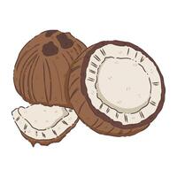 coconut vegetable food vector