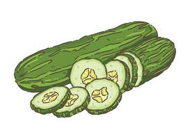 vegetable vecter cucumber vector