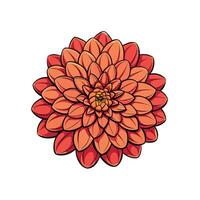 Illustration of dahlia flower blossom with many petals stacked vector