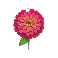 Stylized pink zinnia illustration isolated on a white background vector