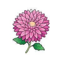 Stylized pink dahlia flower illustration with green stem and leaves vector