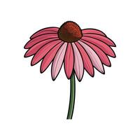 Vibrant Echinacea flower illustration on white background isolated design vector