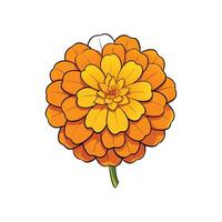 Stylized Orange Marigold Flower on White Background Illustration vector