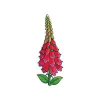 Digital foxglove illustration with green stem and red blooms vector