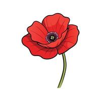 Isolated graphic illustration of a red poppy flower blossom vector