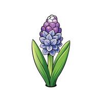 Detailed hyacinth bloom illustration with leaves on a white background vector
