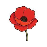 Single red poppy flower with stem against white background vector