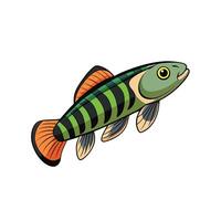 Cartoon image of freshwater fish with unique colors vector