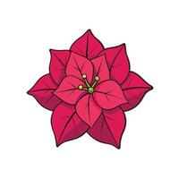 Stylized Poinsettia Flower Illustration with Dark Outlines on White vector