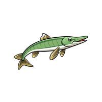 Cartoon Pike Fish with Sharp Teeth Isolated on White vector