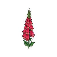 Illustration of a Digitalis flower with pink blossoms and leaves vector