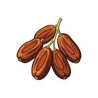 Illustration of dates on a branch against white background vector