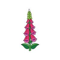 Isolated Cartoon Style Foxglove Digitalis Flower Illustration on White vector