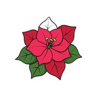 Illustrated poinsettia flower with pink bracts and green leaves vector