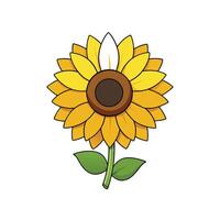 Cartoon sunflower on white background showing plant and growth vector