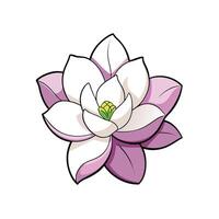 Illustration of a white and pink magnolia flower bloom vector