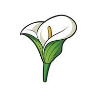 Stylized White Calla Lily with Green Stem Image vector