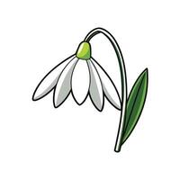 Snowdrop flower illustration simple and clean on white background vector