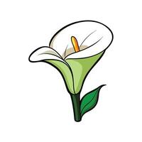 Single calla lily with green stem and leaf cartoon vector