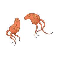 illustration of two bacteria vector
