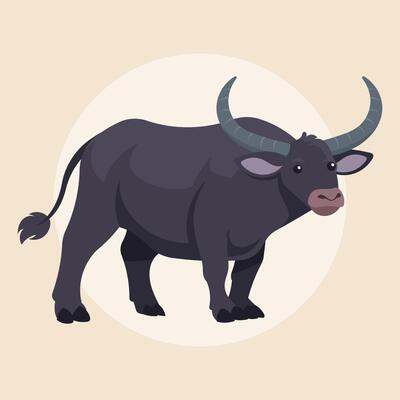 A large dark grey water buffalo stands majestically