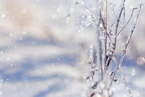 Frozen plants as natural winter background. Sparkling snow and frost on dry grass on field photo