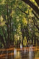 Sunlight illuminating flooded forest, casting reflections on calm water surface. willow trees in brown water of Om river, Omsk region, Russia. Beautiful Summer landscape at sunset photo