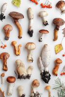 Collection of natural forest mushrooms on white background Creative minimal aesthetic pattern as concept of autumn season calm, organic atmosphere, natural beauty. Autumnal layout, top view, flat lay photo