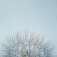 Fluffy dandelion in sunlight on pale blue background with copy space. Beautiful flower close up. Abstract nature photo