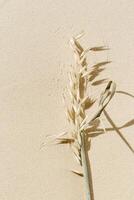Summer minimal banner with shadow of dry grass on natural sand background photo