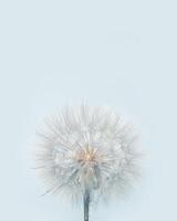 Fluffy dandelion in sunlight on light blue background with copy space. Beautiful flower close up. Abstract nature photo