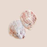 Minimal aesthetic top view two small shells scallop pink ivory colored on neutral beige background. Natural seashell with shadow, organic shape and macro texture detail, oceanic and sea life concept photo