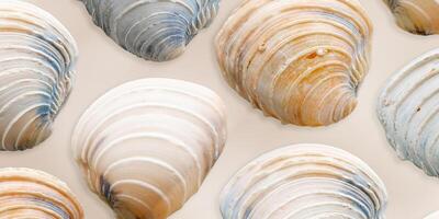 Minimal style pattern seashells beige blue colored on neutral background, banner. Natural Shells of mollusk, summer nautical life style, beauty nature, organic shapes, repeat composition, soft color photo