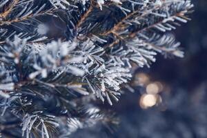 Pine tree branches are covered with frost, nature winter natural background, snow-covered coniferous needles photo