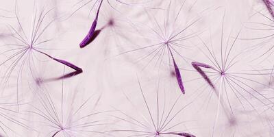 Nature abstract of seeds of blowball flower, natural organic texture as natural background. Macrotexture banner, pastel lavender color aesthetic photo with seeds umbrella shape, botanical design