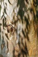 Closeup of sycamore tree bark texture background with natural wood patterns and rough grainy wooden surface with leaves shadow, macro trend photo for eco-friendly projects and nature-themed design