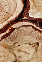 Natural juniper Wooden pattern, detailed view of wooden slises with tree rings and bark, Closeup of stacked tree cross-sections, organic texture in earthy tone for nature, woodworking, organic design photo