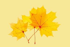 Three Autumn yellow leaves with veins texture, vivid colored maple tree leaf on beige background. Beautiful autumnal botanical pattern, close up fall foliage minimal style aesthetic nature photo
