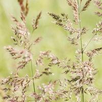 Macro view of green beige wild grasses growing in meadow at sunlight. Natural, warm, serene atmosphere. Natural beauty landscape, Minimal natural texture pattern of summer grass, blur background photo