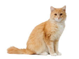 Seated Ginger Cat Isolated on Transparent Background png